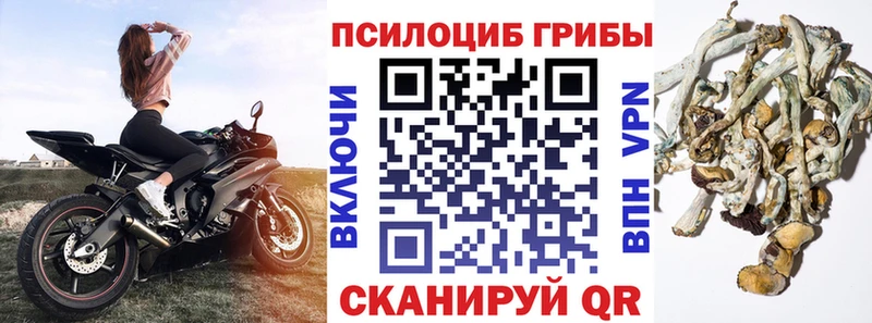 Купить  Емва  Галлюциногенные грибы Psilocybine cubensis 